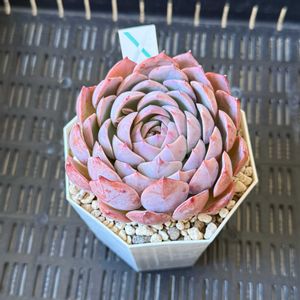 エケベリア,エケベリア　満足,多肉植物,植え替え,cocotto77_満足成長記録の画像