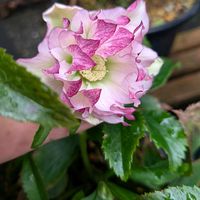 クリスマスローズ,ハーデンベルギア,ハーデンベルギア,グレビレア　ジョンエバンス,グレビレア　ジョンエバンスの画像