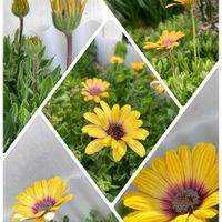 カーネーション,ビオラ,オステオスペルマム,カタバミ,サニーレタスの画像