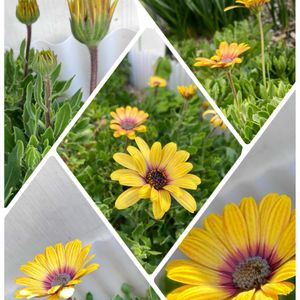 カーネーション,ビオラ,オステオスペルマム,カタバミ,サニーレタスの画像