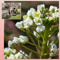 ナズナ,ナズナ,花のある暮らし,植物好き,自然の不思議の画像