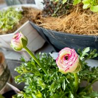 ラナンキュラス,レタス・サラダミックス,赤丸はつか大根,ラナンキュラス スプリンクルス,アニス(ハーブ)の画像