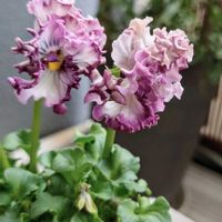 ビオラ,アンティーク,紫の花,パープル,ビオラ・パンジーの画像