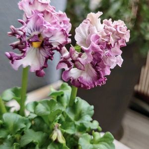 ビオラ,アンティーク,紫の花,パープル,ビオラ・パンジーの画像