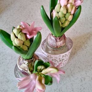 ヒヤシンス 水耕栽培,ｶﾞｰﾃﾞﾝｼｸﾗﾒﾝ　ｸﾚﾖﾝ,室内,花のある暮らし♡,種蒔きっ子の画像