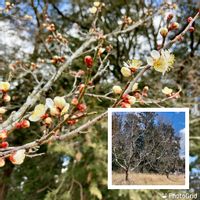 ウメ,スモモ,甲州小梅,家庭果樹,家庭菜園奮闘日記の画像