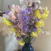 スイートピーの画像