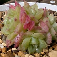 エケベリア,ラウ030,ラウ026,エケベリア交配種,多肉植物の画像