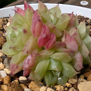 エケベリア,ラウ030,ラウ026,エケベリア交配種,多肉植物の画像