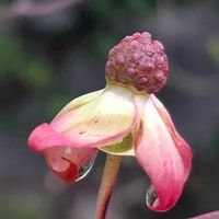 ヤマボウシ,やまぼうし,やまぼうし,散歩,空き地の画像