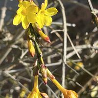 オウバイ,黄梅,今日のお花,ご近所散歩,幸せの黄色いお花の画像