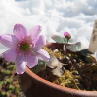 雪割草,八重咲き　アネモネ,アイフェイオン(ハナニラ),クロッカス黄色,もうすぐ春の画像