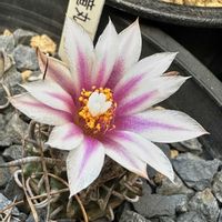 サボテン科,サボテンの花,ピンクの花,ツルビニカルプス属,昇竜丸の画像