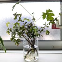 ステビア,ハーブゼラニウム,挿し木,今日の一枚,おうち園芸の画像