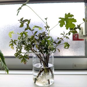 ステビア,ハーブゼラニウム,挿し木,今日の一枚,おうち園芸の画像