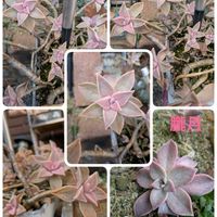 朧月(おぼろづき),多肉植物,葉挿し,寒さに強い子,良い子♡の画像