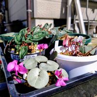 原種シクラメン,トックリラン,原種シクラメン コウム,新潟県の画像