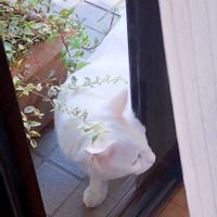 シルバープリペット,ヘデラ タイニーフェザー,シルバープリベット,観葉植物,プランターの画像