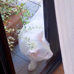 シルバープリペット,ヘデラ タイニーフェザー,シルバープリベット,観葉植物,プランターの画像