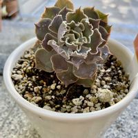 シャビアナの画像