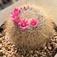 サボテン,リプサリス,玉翁,多肉植物,タニラーの画像