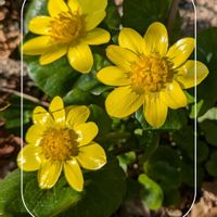 リュウキンカ,猫草,カンザキアヤメ,ガーデニング,花のある暮らしの画像