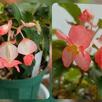 ベゴニア,木立性ベゴニア キャスリーン・メイヤー,木立性ベゴニア キャスリーン・メイヤー,木立性ベゴニアの画像