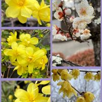 ウメ,オウバイ,カロライナジャスミン,パンジー・ビオラ,ロウバイの画像