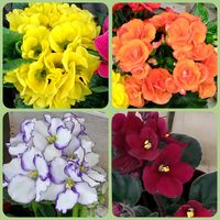 サイネリア,サイネリア,サイネリア,セントポーリア,セントポーリアの画像