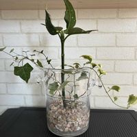 ツルニチニチソウ,アイビー,斑入りアオキ,水耕栽培,季節を楽しむの画像