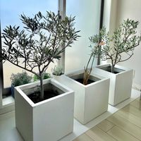 オリーブ,プランターガーデン,半年間の室内管理,リビング・ダイニングの画像