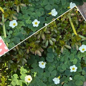 オキザリス,白い花,エントランスの画像