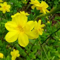 オウバイ,ガマズミ,ロウバイ,ウンナンオウバイ,ルーチェの画像