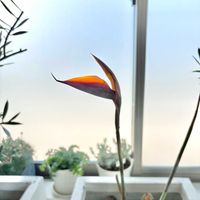 ストレリチア,半年間の室内管理,リビング・ダイニングの画像