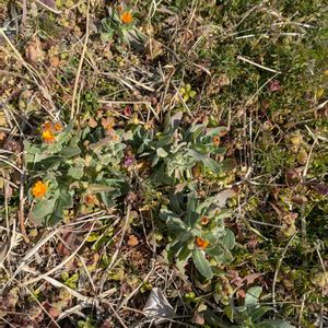 雑草,日記,こぼれ種,自己流,無農薬の画像