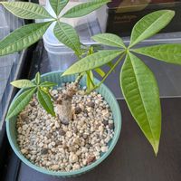 オキザリス,テーブルヤシ,パキラ,ムスカリ,緋牡丹錦の画像