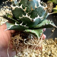 アガベ,観葉植物,塊根植物,室内管理,鋸歯の画像