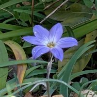 ハナニラの画像