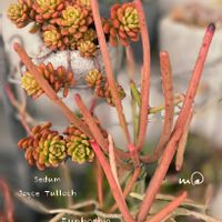 ミルクブッシュ,ジョイスタロック,多肉植物,多肉植物のある暮らし,ベランダタニラーの画像