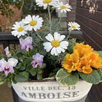 プリムラ　ジュリアン,ローダンセマム エルフホワイト,ビオラ ふわふわ金魚ちゃん,寄せ植え,ガーデニングの画像