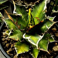 アガベ,観葉植物,塊根植物,室内管理,鋸歯の画像