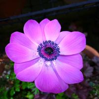 アネモネ,ヒューケラ,ラブラドリカ,プリムラジュリアン,黒葉スミレ・ラブラドリカの画像