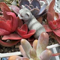 火祭り,乙女心,恋心,火祭りの光,セダム属の画像