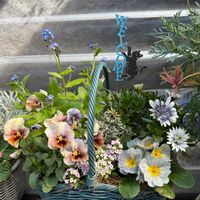 アリッサム,プラチーナ,オステオスペルマム,わすれな草　ブルームッツ,プリムラ ヴィンテージ デニムの画像