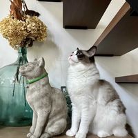 イチゴ,カレックス,スイセン,ヒヤシンス,ヒヤシンスの画像