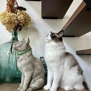 イチゴ,カレックス,スイセン,ヒヤシンス,ヒヤシンスの画像