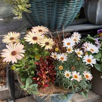 カレックス,オステオスペルマム　グランドキャニオン,コプロスマ　イブニンググロー,ローダンセダム　プリマリアの画像