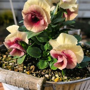 かわいいな♡,ひとめぼれ♡,お花好き,すてき…♡,自己流ガーデニングの画像