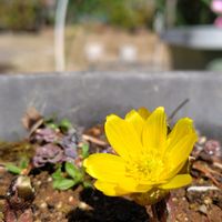フクジュソウ（福寿草）,フリージア　蕾,雨ざらし,簡易温室,花いろいろの画像