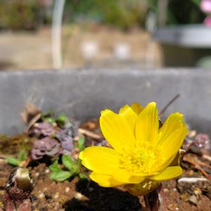 フクジュソウ（福寿草）,フリージア　蕾,雨ざらし,簡易温室,花いろいろの画像